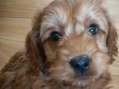 Miniature Cockapoo puppies in Galway
