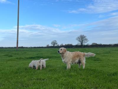 Purebred male Retriever puppy in Kildare (Just One puppy Remaining) - IKC Registered
