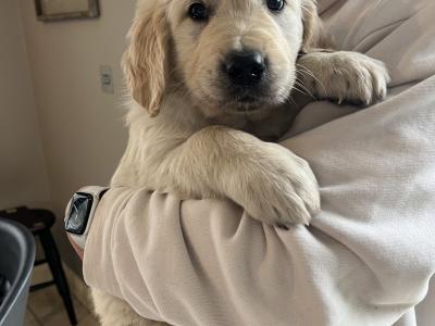 Purebred male Retriever puppy in Kildare (Just One puppy Remaining) - IKC Registered