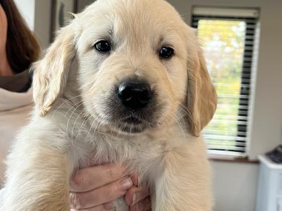 Purebred male Retriever puppy in Kildare (Just One puppy Remaining) - IKC Registered