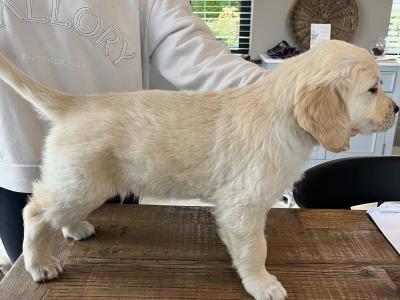 Purebred male Retriever puppy in Kildare (Just One puppy Remaining) - IKC Registered