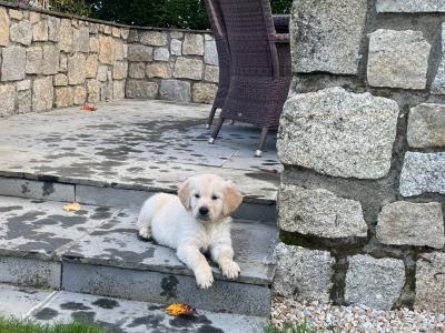 Purebred male Retriever puppy in Kildare (Just One puppy Remaining) - IKC Registered