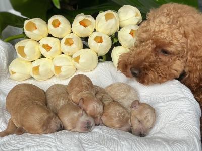 Proven IKC Toy Poodle stud — “Mars”