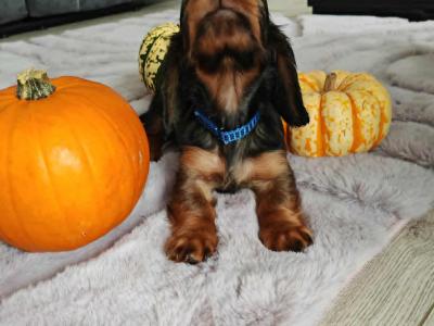 Very rare KANINCHEN (smaller than miniature) Dachshund puppies