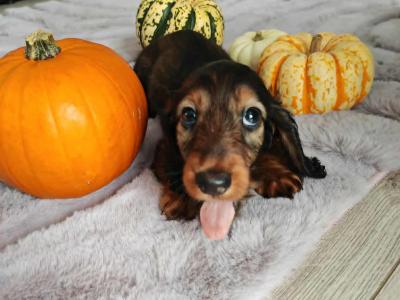 Very rare KANINCHEN (smaller than miniature) Dachshund puppies