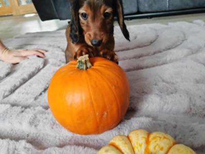 Very rare KANINCHEN (smaller than miniature) Dachshund puppies
