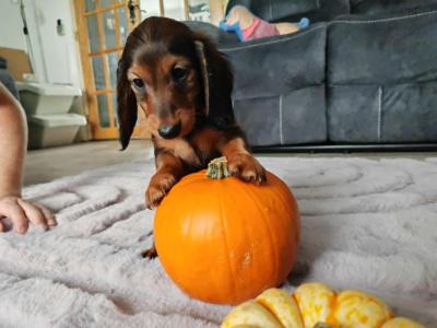 Very rare KANINCHEN (smaller than miniature) Dachshund puppies