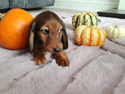 Very rare KANINCHEN (smaller than miniature) Dachshund puppies