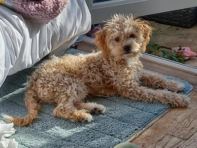 Sparkling, Pretty, Loving Cavapoochon Female Puppy welcomes Superb Happy Family!!