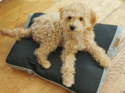 Sparkling, Pretty, Loving Cavapoochon Female Puppy welcomes Superb Happy Family!!