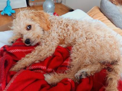 Sparkling, Pretty, Loving Cavapoochon Female Puppy welcomes Superb Happy Family!!