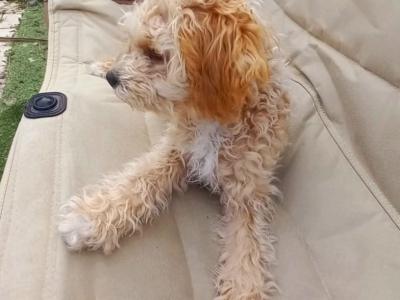 Sparkling, Pretty, Loving Cavapoochon Female Puppy welcomes Superb Happy Family!!