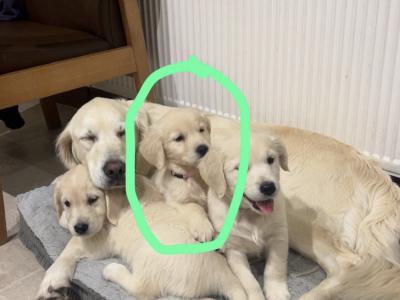 Beautiful female Golden Retriever puppy in Wicklow with all the essentials