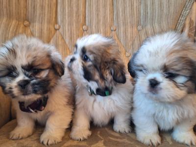 Beautiful Shih Tzu puppies available in Laois