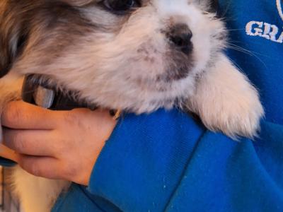 Beautiful Shih Tzu puppies available in Laois