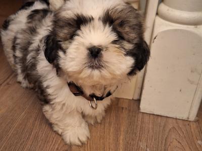 Beautiful Shih Tzu puppies available in Laois