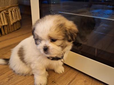 Beautiful Shih Tzu puppies available in Laois