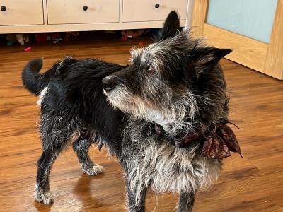 Jack Russell x West Highland Terrier puppies in Dublin