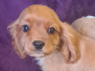 Only one ruby male Cavalier King Charles puppy left in Wexford
