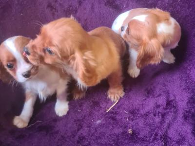 3 gorgeous male Cavalier King Charles puppies in Wexford