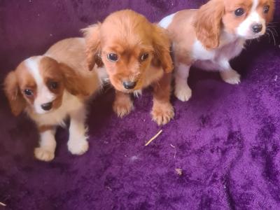3 gorgeous male Cavalier King Charles puppies in Wexford