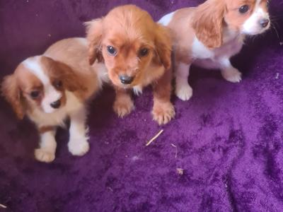 3 gorgeous male Cavalier King Charles puppies in Wexford