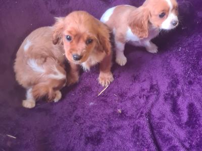 3 gorgeous male Cavalier King Charles puppies in Wexford