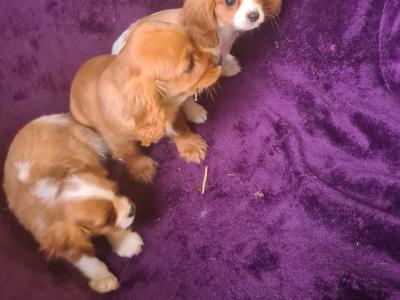 3 gorgeous male Cavalier King Charles puppies in Wexford