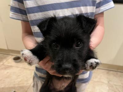 Jack Russell x West Highland Terrier puppies in Dublin