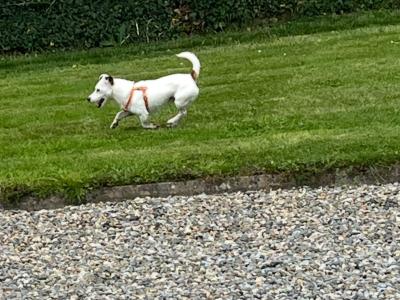 Jack Russell x West Highland Terrier puppies in Dublin