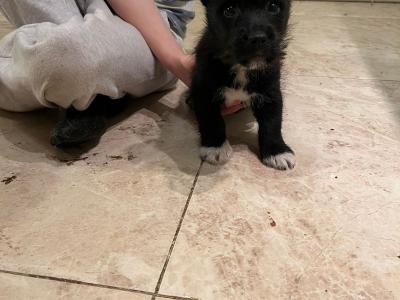 Jack Russell x West Highland Terrier puppies in Dublin