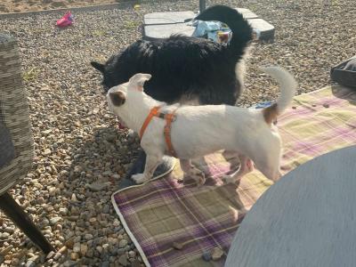 Jack Russell x West Highland Terrier puppies in Dublin