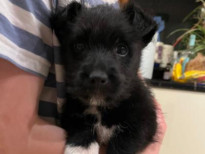Jack Russell x West Highland Terrier puppies in Dublin