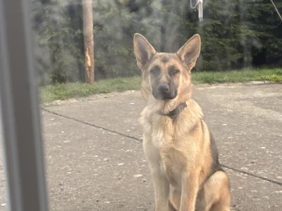 1 female Black & Tan German Shepherd €450