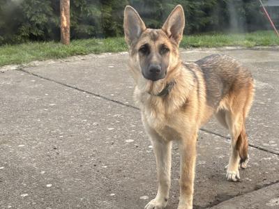 1 female Black & Tan German Shepherd €450