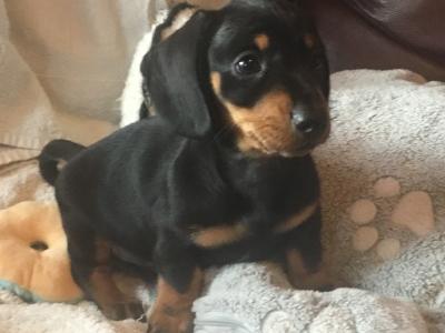 Pra clear IKC Registered(pending) Miniature Smooth Dachshund pups