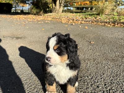 Adorable IKC Registered(pending) Bernese Mountain Dog puppies in Tipperary ready for Loving Homes!