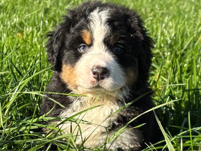 Adorable IKC Registered(pending) Bernese Mountain Dog puppies in Tipperary ready for Loving Homes!