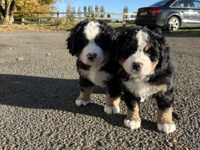 Adorable IKC Registered(pending) Bernese Mountain Dog puppies in Tipperary ready for Loving Homes!