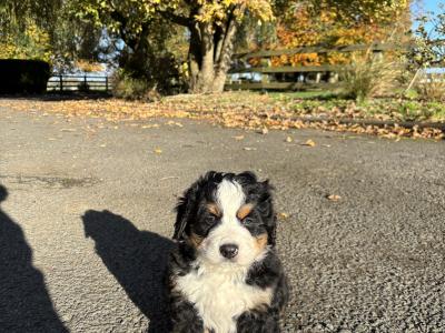 Adorable IKC Registered(pending) Bernese Mountain Dog puppies in Tipperary ready for Loving Homes!