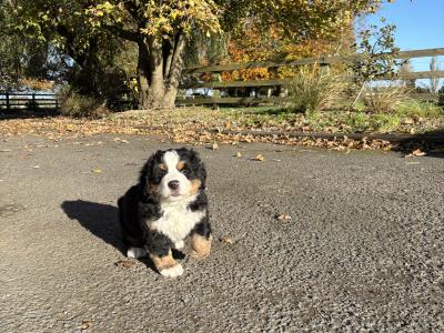Adorable IKC Registered(pending) Bernese Mountain Dog puppies in Tipperary ready for Loving Homes!