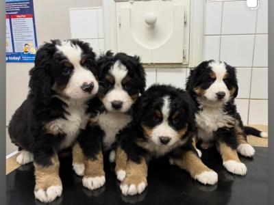 Adorable IKC Registered(pending) Bernese Mountain Dog puppies in Tipperary ready for Loving Homes!
