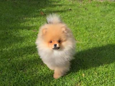 Luxury Teddy Bear Pomeranian boy in Tipperary – Tiny, fluffy & Full of Love 🧸