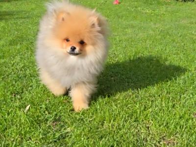 Luxury Teddy Bear Pomeranian boy in Tipperary – Tiny, fluffy & Full of Love 🧸