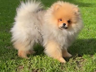 Luxury Teddy Bear Pomeranian boy in Tipperary – Tiny, fluffy & Full of Love 🧸