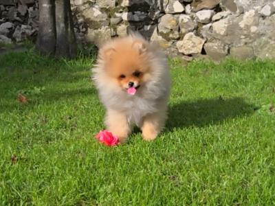 Luxury Teddy Bear Pomeranian boy in Tipperary – Tiny, fluffy & Full of Love 🧸