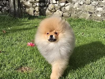 Luxury Teddy Bear Pomeranian boy in Tipperary – Tiny, fluffy & Full of Love 🧸