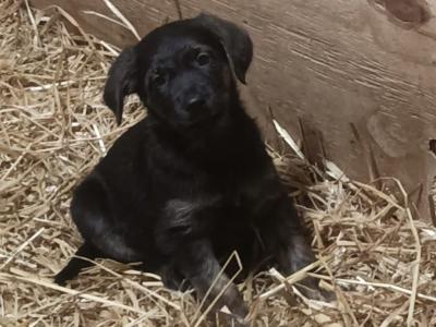 Golden Shepherd (Golden Retriever x German Shepherd) puppies in Laois