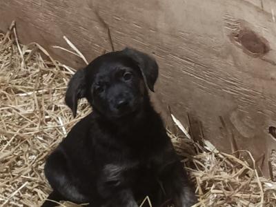 Golden Shepherd (Golden Retriever x German Shepherd) puppies in Laois