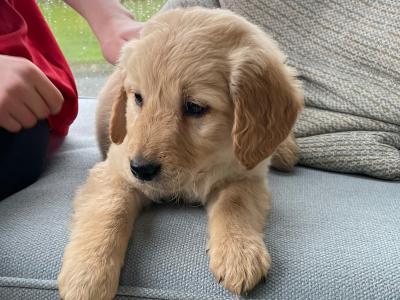 IKC Registered(pending) Golden Retriever puppies in Kildare